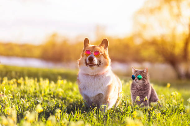 couple corgi dog and striped cat sit on a summer sunny meadow in sunglasses glasses stock photo