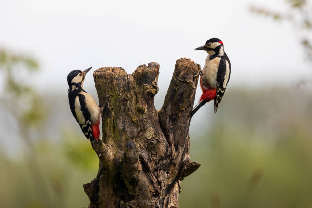 Couple great spotted woodpeckers foraging on tree trunk stock photo