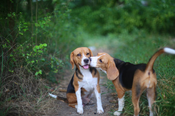 A couple of beagle dog playing in the yard,an elder beagle dog being kissed by a younger. A couple of beagle dog playing in the yard,an elder beagle dog being kissed by a younger. animal valentine stock pictures, royalty-free photos & images