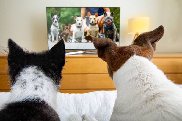 couple of dogs watching tv couple of dogs wacthing streaming  tv program , movie or series in bed cozy together watching tv stock pictures, royalty-free photos & images