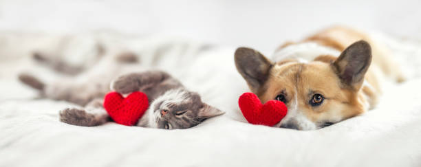 couple of friends a striped cat and a corgi dog puppy are lying on a white bed with knitted red hearts stock photo