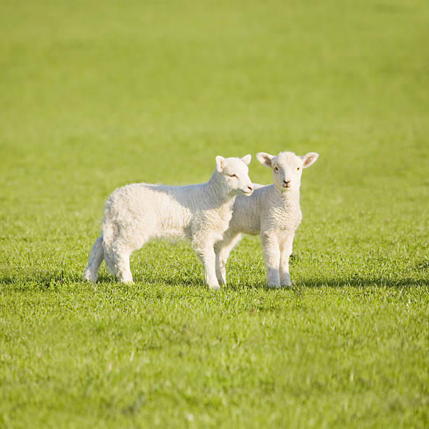 Couple of lambs on New Zealand meadow stock photo