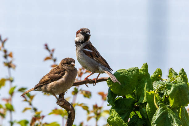 Couple of ring sparrows in a tree stock photo