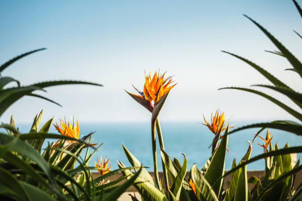 A couple of strelizia flowers A couple of strelizia flowers, bird of paradize, with copy space and pacific ocean on the background, love concept bird of paradise plant stock pictures, royalty-free photos & images