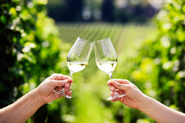 Couple toasting glasses of white wine in a vineyard stock photo