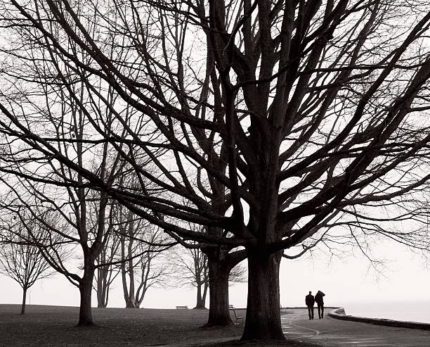 Couple walking under bare trees in winter. Monochrome. stock photo