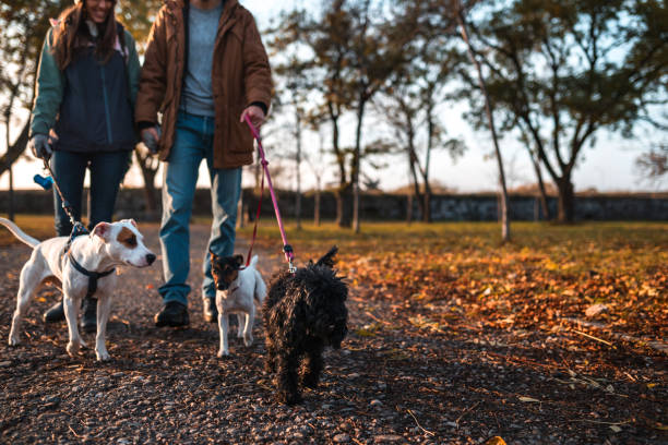 Couple walking with three dogs stock photo