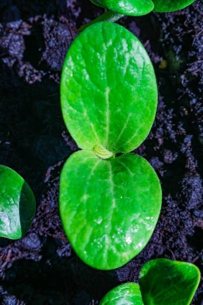 Courgette green seedling macro closeup on soil stock photo