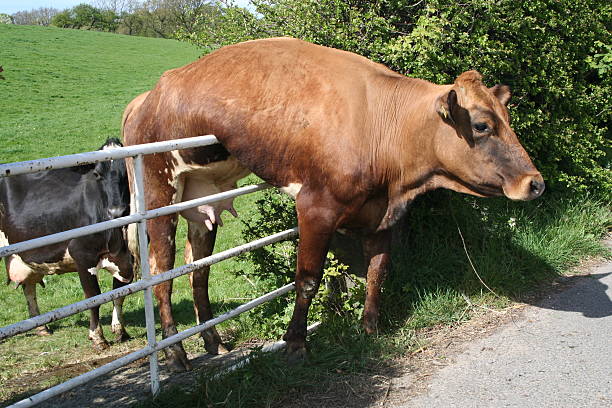 cow and gate. - fast bildbanksfoton och bilder