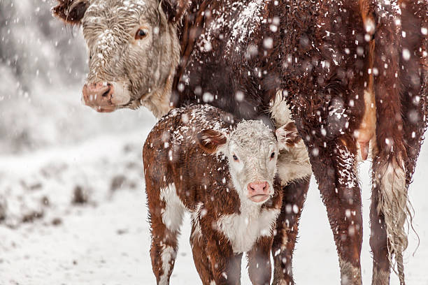 Cow and her baby in the snow stock photo