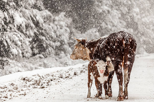 Cow and her baby in the snow. stock photo