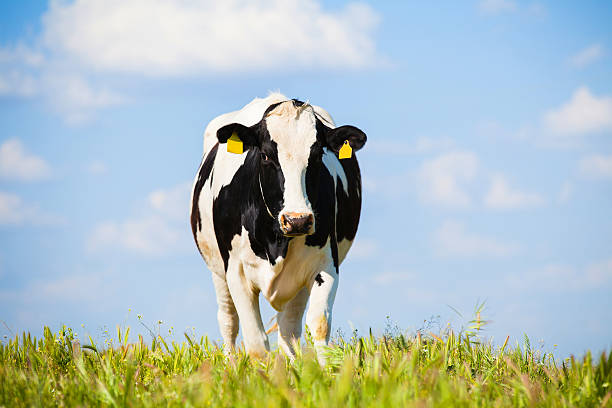 Cow at countryside in spring. stock photo