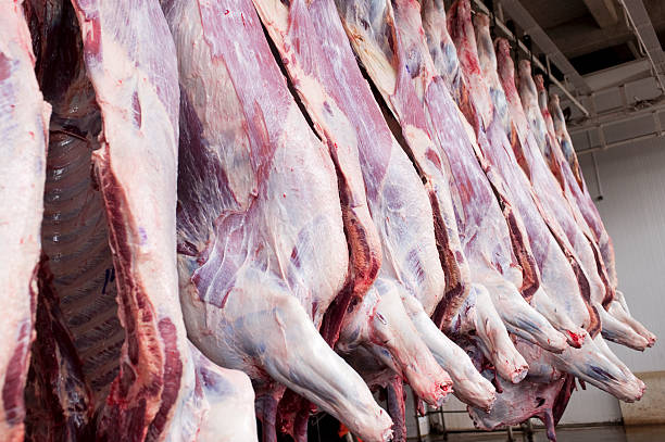 Cow carcasses Cow carcasses in slaughterhouse dead animal stock pictures, royalty-free photos & images