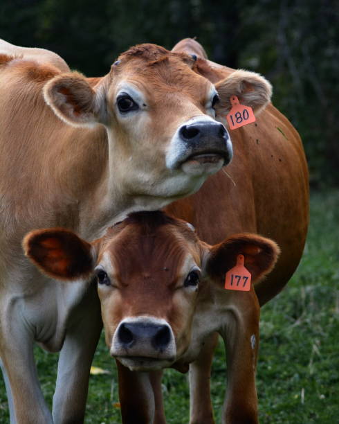 Cow couple stock photo