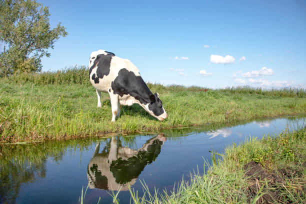 Photo of Cow drinking, reflection in a ditch, in a typical Dutch landscape of flat land and blue water and at the horizon a blue sky with clouds.