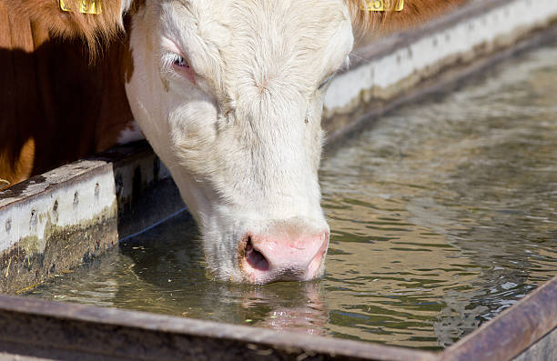 Cow drinking water stock photo