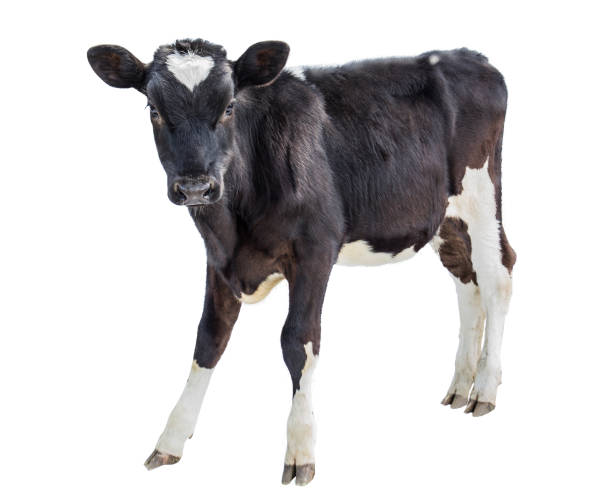cow farm  animal cow on white background calf stock pictures, royalty-free photos & images