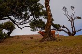 istock Cow hiding behind tree 1264326306