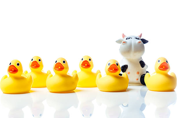 Cow in a group of yellow rubber ducks stock photo