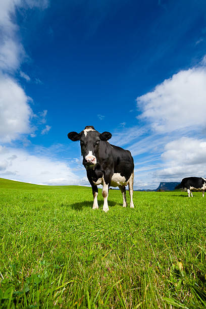 Cow in the Middle of a Grass Field stock photo