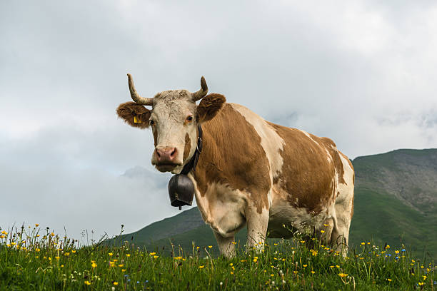 Cow in the Swiss Alps stock photo