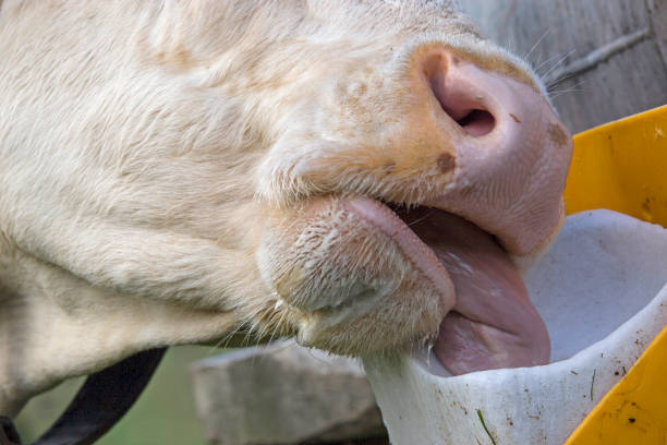 cow lick salt stock photo