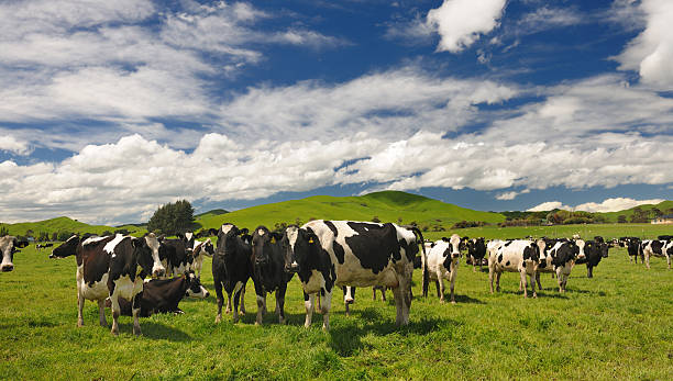 Cow Livestock, New Zealand (XXXL) Cattle Farm in New Zealand. Nikon D3X. Converted from RAW. dairy cattle stock pictures, royalty-free photos & images