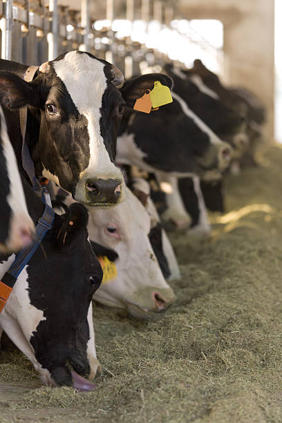 Cow looking at camera with a row of cows eating hay in rear stock photo