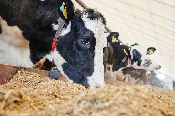 Cow Milk Industrial Automated Farm. Cows in the paddock with tags on the ears eat hay and rest close up view stock photo
