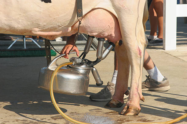 Cow Milking stock photo