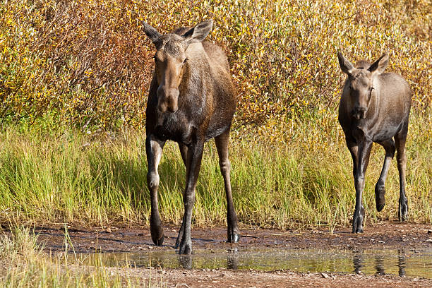 Cow Moose with Calf The American Moose (Alces americanus) is the largest antlered animal in the world and a member of the deer family. The male moose can weigh between 1,200 and 1,600 pounds and have antlers, while females may reach weights of 800 – 1,300 pounds. Moose spend a lot of their summers grazing in meadows and marshy areas. The rest of the time is spent in the forest. Moose are also excellent swimmers and use this ability to feed on underwater vegetation. Their also consists of leaves, twigs, tree buds and bark. This cow moose with her calf was photographed at Fishercap Lake in Glacier National Park, Montana, USA. jeff goulden glacier national park stock pictures, royalty-free photos & images
