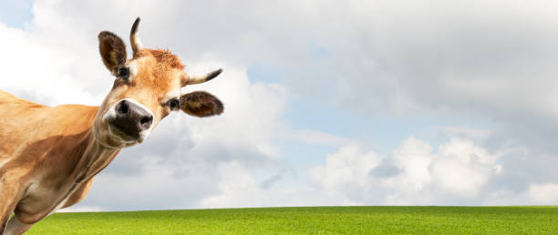 cow on meadow - humor imagens e fotografias de stock