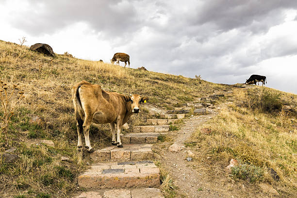 Cow on the stair is looking at the camera stock photo
