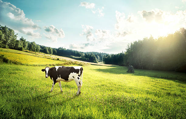 vacca pascolo su una radura - alpeggio foto e immagini stock