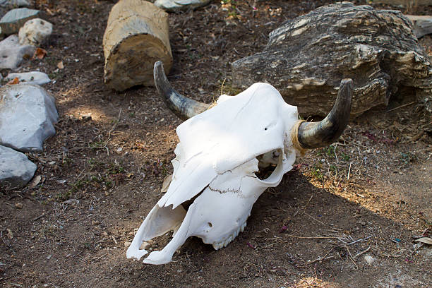 Cow Skull Left Side View stock photo