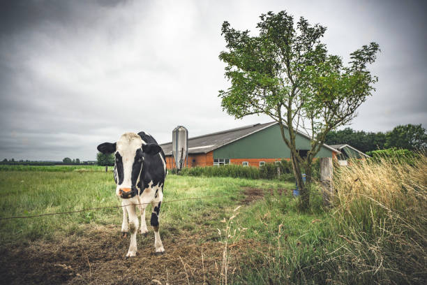 Cow standing on a field near a barn stock photo