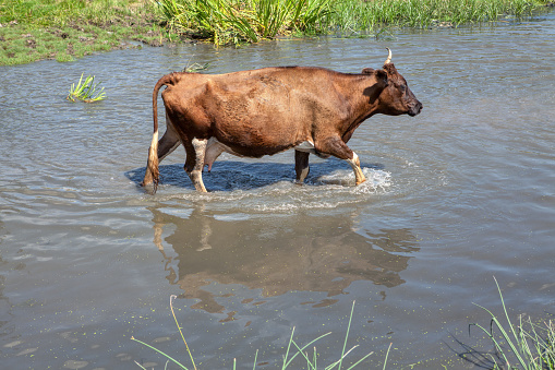 summer scenery with cow walking in the water