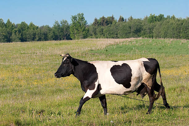 Cow with  black heart stock photo