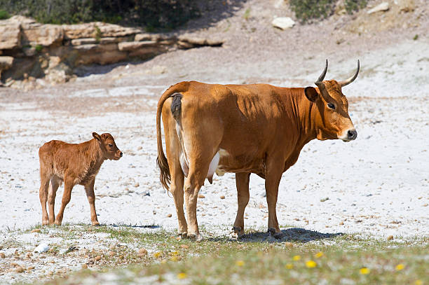 Cow with calf stock photo
