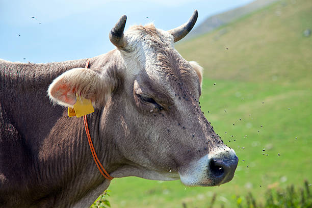 Cow with flies stock photo