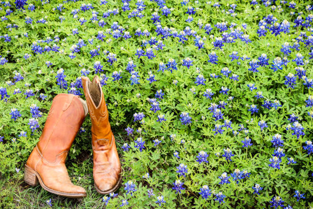 Cowboy boots in a field of bluebonnets stock photo