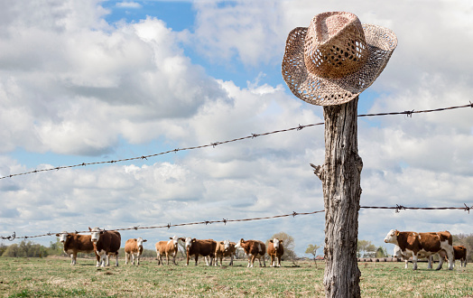horizontal image of a cowboy hat hanging on a fence post in the forefront while cows are grazing in the background behind the barbwire fence in the summer time.