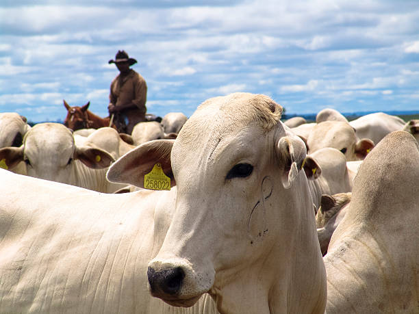 cowboy herding cattle stock photo