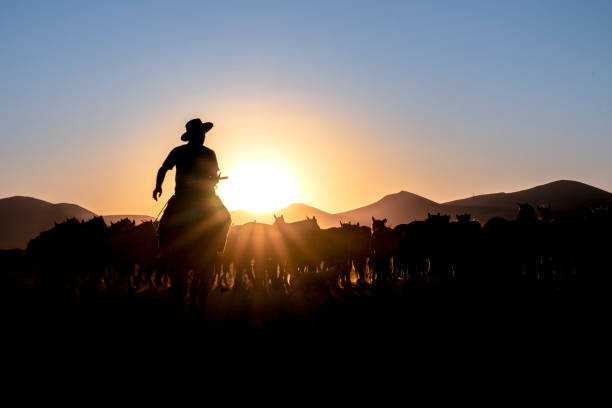 cowboy ledande häst besättning genom damm och sagebrush under häst drivning roundup - shodography bildbanksfoton och bilder