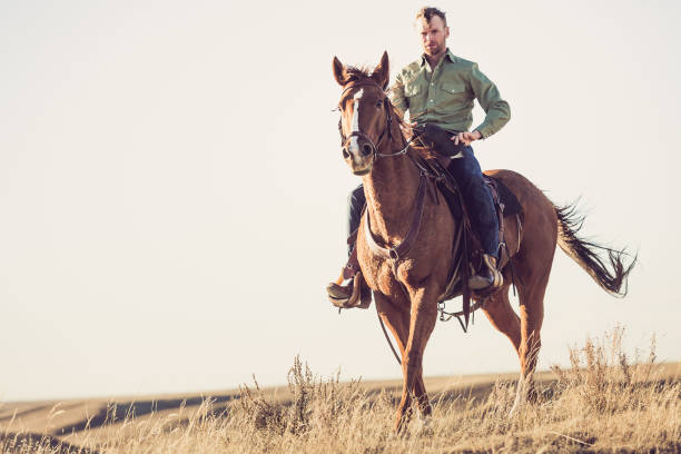 cowboy på häst - horse working bildbanksfoton och bilder