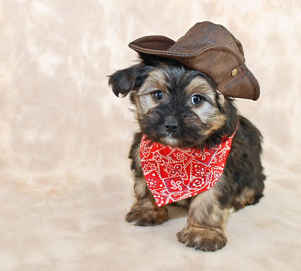 Cowboy Puppy stock photo