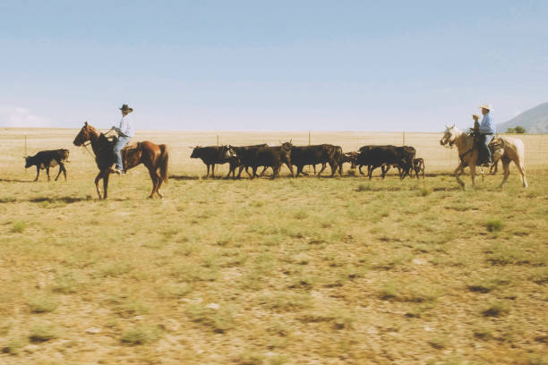 cowboy ranchägare arbetar nötkreatur - horse working bildbanksfoton och bilder