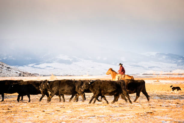 Cowboy riding a horse herds beef cattle in Absaroka Mountains Man in his 30's wearing a cowboy hat and a red plaid jacket rides a quarter horse across snowy pastures to herd beef cattle on a ranch during winter, Livingston, Montana, USA montana western usa stock pictures, royalty-free photos & images