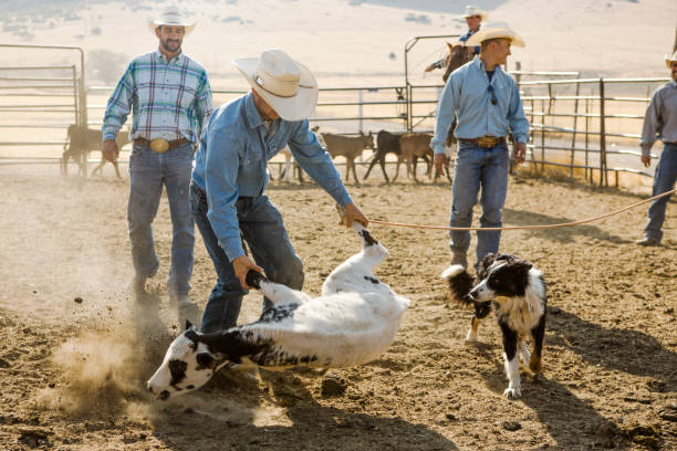 cowboys roping en kalv - smiling earth horse bildbanksfoton och bilder