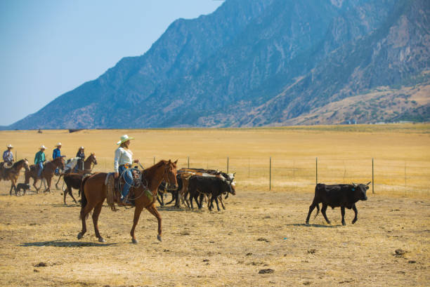 Cowgirl Herding Cattle A cowgirl herds cattle into a pen. rancher stock pictures, royalty-free photos & images